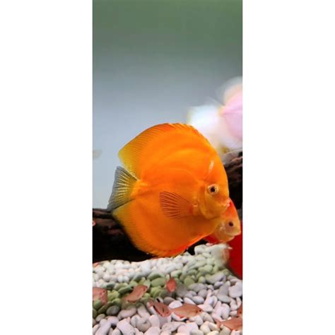 Jual Ikan Discus Golden Yellow Red Melon Size Inch Less Shopee