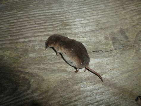 Calderdale Wildlife: Common Shrew