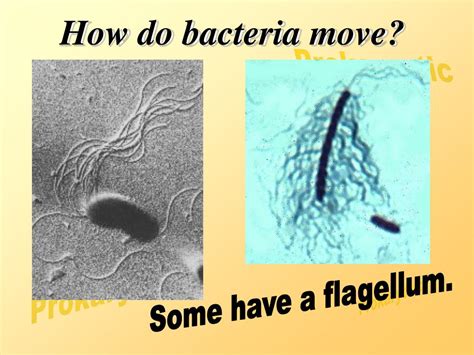 Ppt Archaebacteria Powerpoint Presentation Free Download Id 3126874