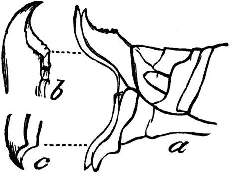 Female Locust Anatomy | ClipArt ETC