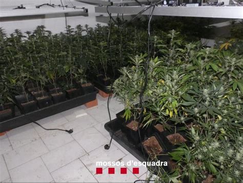 Detinguts Per Intentar Robar En Una Casa On Hi Havia 245 Plantes De