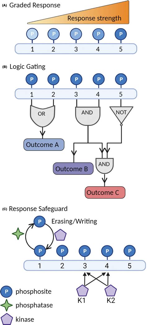 Regulatory Phosphocode Through Multisite Phosphorylation Schematic