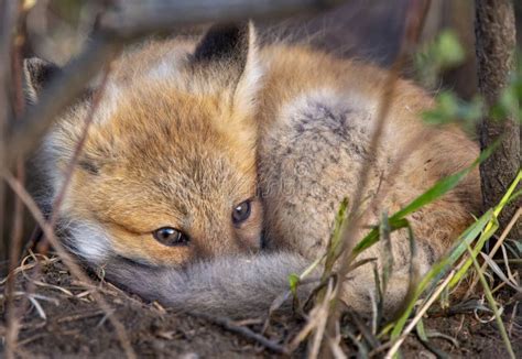 Fox Kits Near Den Stock Photo Image Of Wilderness Little 150148340