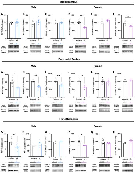 Postnatal Overfeeding Downregulates Npy Signalling At Central Level