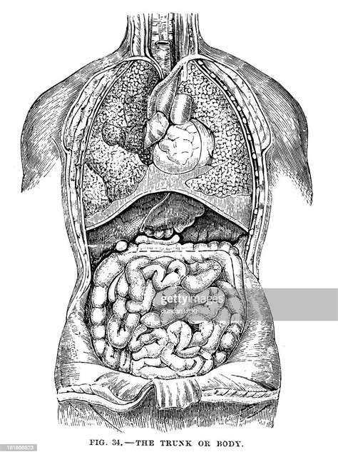 The Human Body High Res Vector Graphic Getty Images