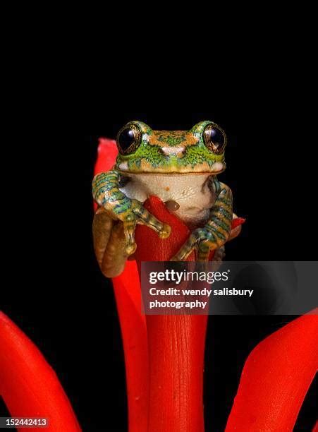 23 Peacock Tree Frog Stock Photos, High-Res Pictures, and Images - Getty Images