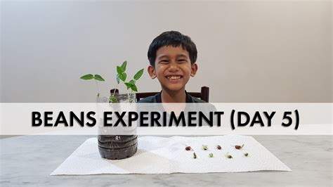 Science Beans Experiment Day 5 YouTube