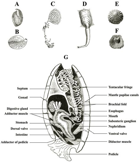 Brachiopoda Reproduction And Development In Minor Phyla