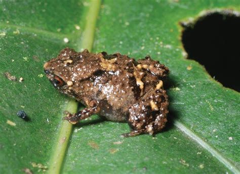 10 Smallest Frogs And Toads In The World