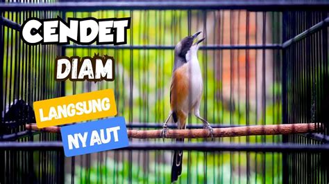 Pentet Diam Langsung Nyaut Cendet Gacor Nembak Ngerol Efektif Untuk