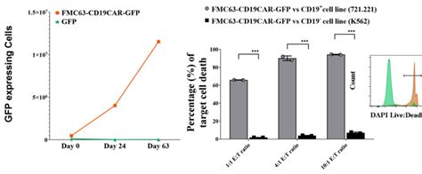 Proliferation And Cytolytic Properties Of T Cells From Human Pbmc