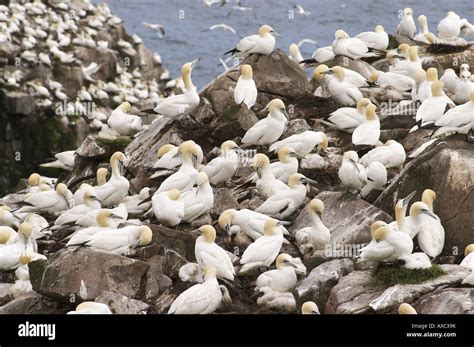 Northern Gannet Sula Bassana Morus Bassanus Bird Rock At Cape St