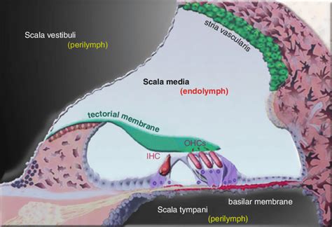 14 Transverse Section Of The Cochlea Showing The Basilar Membrane The Download Scientific