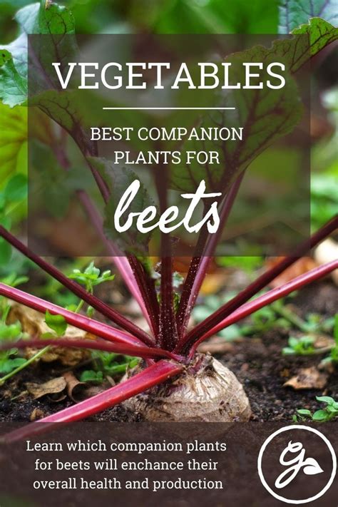 Beet Companion Plants: Learn About Suitable Beet Plant Companions ...