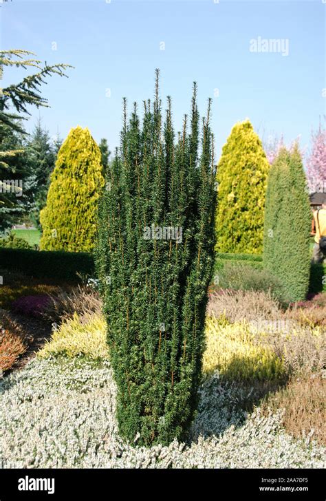 Saeulen Eibe Taxus Baccata Fastigiata Robusta Stock Photo Alamy