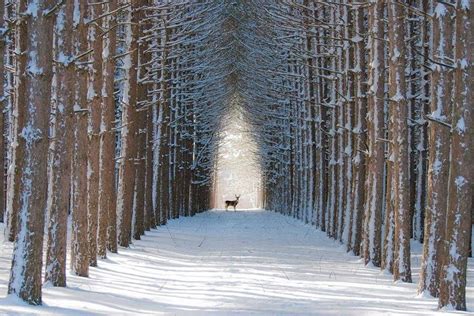 Deer In Road On Snowy Tree Lined Path Beautiful Forest Winter Forest