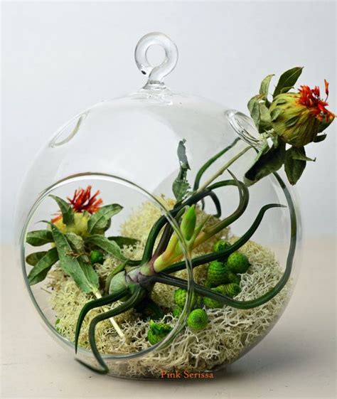 Hanging Glass Orb Terrarium With Air Plant Tillandsia Bulbosa Dried