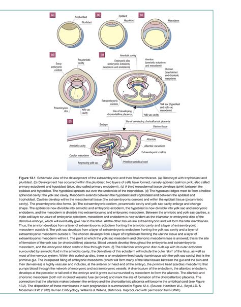 Essential Reproduction 7th Ed Pregnancy Schematics Hbs3rsh Latrobe