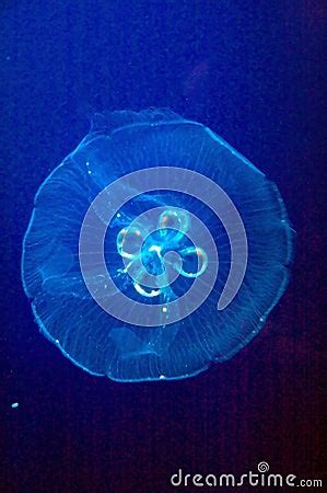 Blue Moon Jellyfish Stock Photo - Image: 12443070