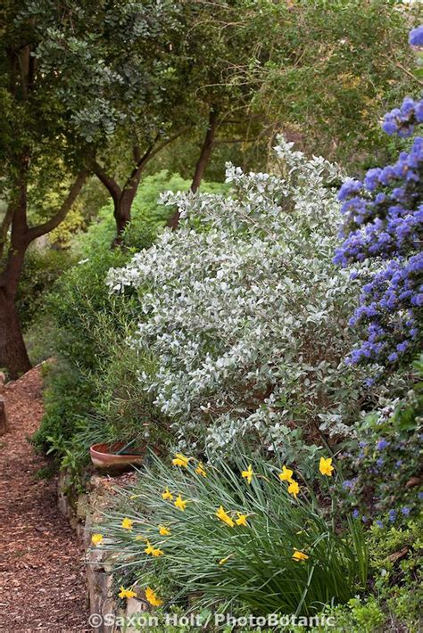 Shrub Border With Ceanothus And Silver Foliage Native Plant In Drought Tolerant Southern