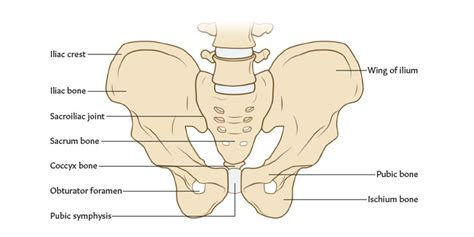 Pelvis | Anatomy Revision | AnatomyStuff