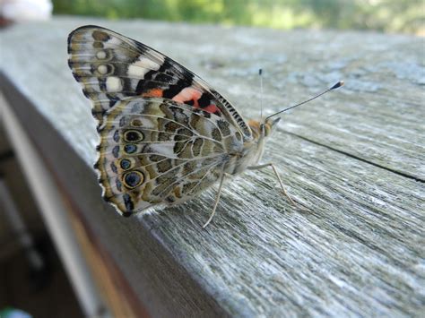 Painted Kiwis Painted Lady Butterfly Kits