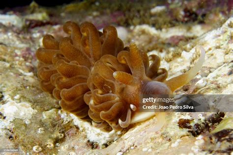 Solar Powered Sea Slug High Res Stock Photo Getty Images