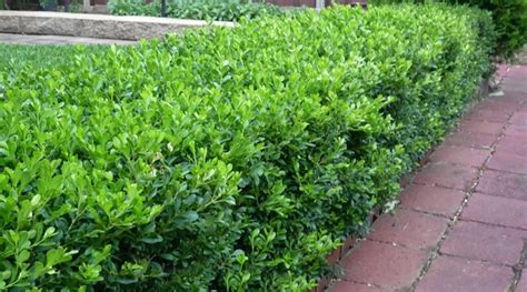 Edge Your Bed With Low-Growing Shrubs – Grow Beautifully