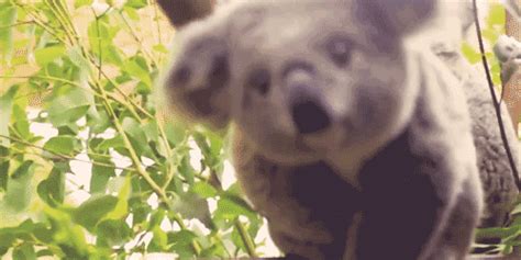 animal koala gif | WiffleGif