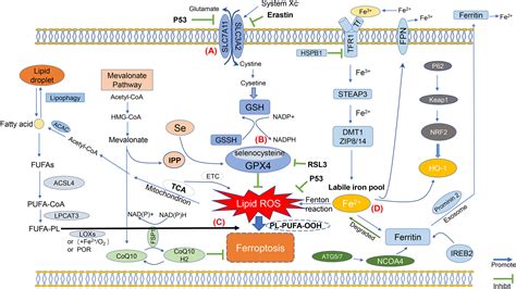 Frontiers Molecular Mechanisms Of Ferroptosis And Its Roles In