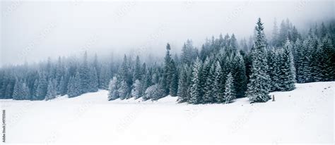 Winter white forest with snow, Christmas background Stock Photo | Adobe ...