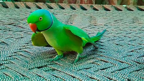 Romeo My So Lovely Ringneck Talking And Dancing Parrotsuper Cute Video Of Romeo Speaking