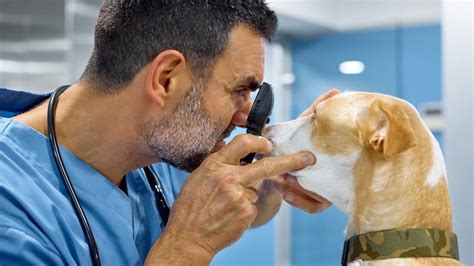 Cost Breakdown: Cherry Eye Surgery for Dogs - GoodRx