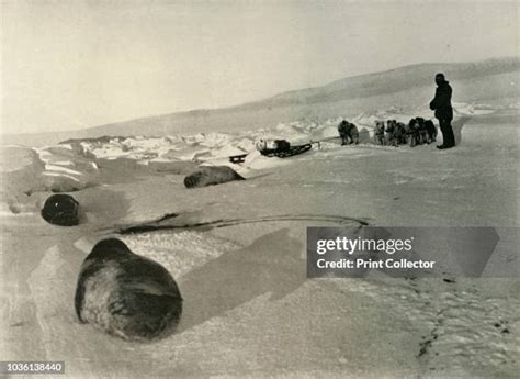 256 Ernest Shackleton South Pole Stock Photos, High-Res Pictures, and ...