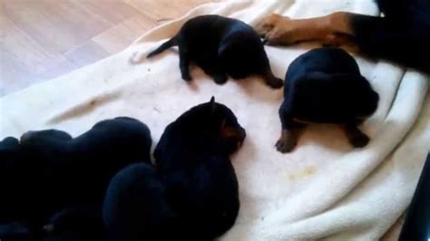 Rottweiler Puppies For Sale 2 Weeks Old Playing Youtube