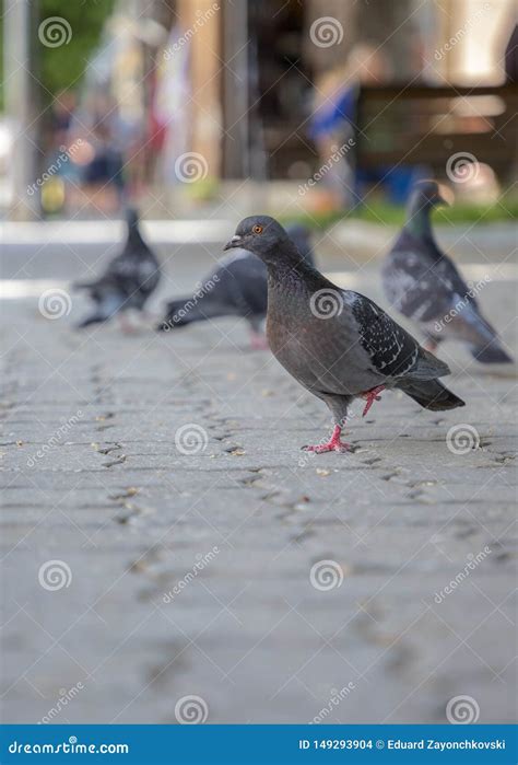 Pomba Uma Pomba Livre Que Anda Ao Longo Da Rua Foto De Stock Imagem