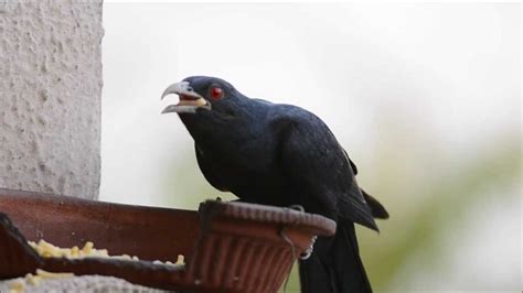 Asian Koel Bird Youtube