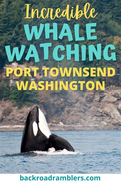 Puget Sound Whale Watching Adventures In Washington Artofit