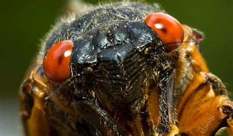 17 Cicada Facts To Celebrate 17 Years Blog Science Museum Of Virginia