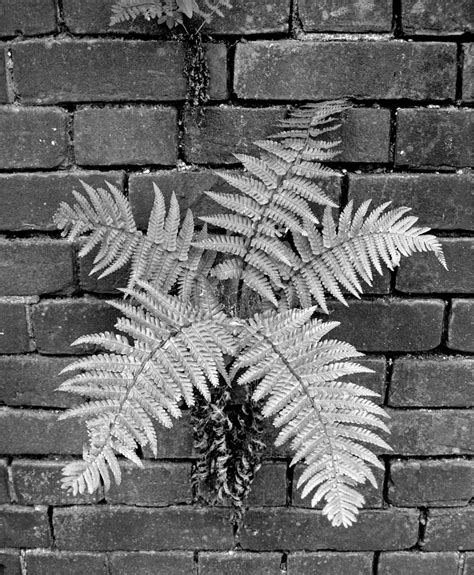 Geschubde Mannetjesvaren Dryopteris Affinis Lowe Fraser Jenk Op