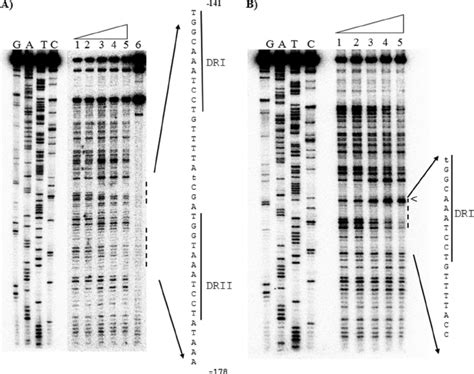 DNase I Footprint Assay With ComE DA ComC A ComC B The