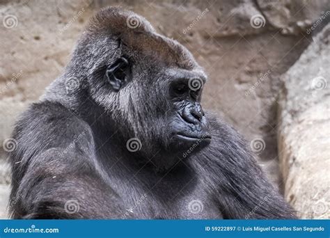 Angry Silverback Gorilla Teeth