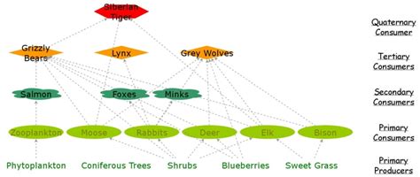 Taiga Biome Food Web Insight Maker