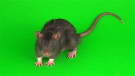 Gray Rat Green Screen Background — Stock Video © TRSTOK #284237440