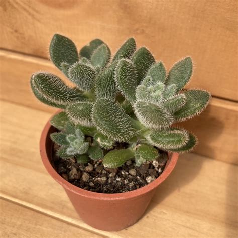 【2吋盆】紅邊月影 福祥仙人掌 Fuhsiang Cactus