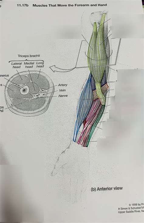 Unit B Muscles That Move The Forearm And Hand Diagram Quizlet