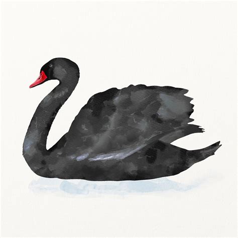 Black Swan Illustration Animal Watercolor Free Photo Illustration