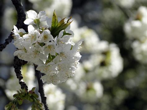 Banco De Imagens árvore Natureza Ramo Plantar Branco Fruta Flor