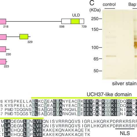 Identification Of Hcf 1 As A Bap1 Interacting Protein A Schematic Download Scientific