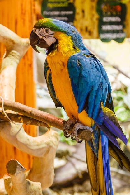 Loros Guacamayos Sentados En Una Rama Foto Premium